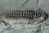 Flexicalymene Trilobite Fossil - Indiana #289053-2
